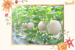 CÁCH TRỒNG DƯA LƯỚI BẰNG TÚI TRỒNG TIỆN LỢI IZYBAG