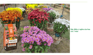Cách trồng hoa cúc 7 màu ra hoa rực rỡ, độc đáo