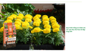 Cách trồng hoa cúc vạn thọ và quy trình chăm sóc giúp hoa luôn tươi tốt