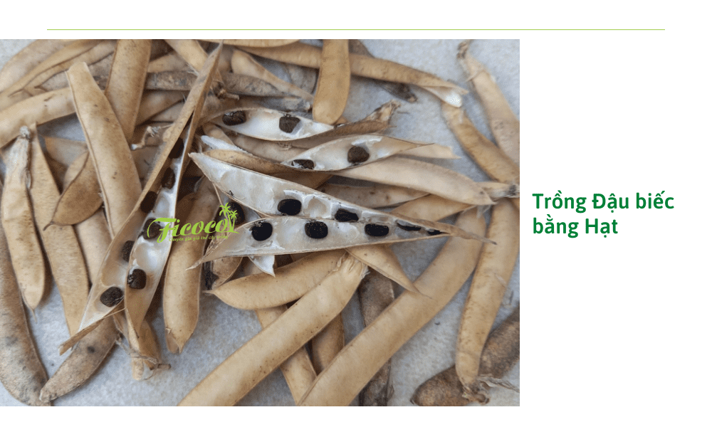 chuan-bi-hat-giong-dau-biec