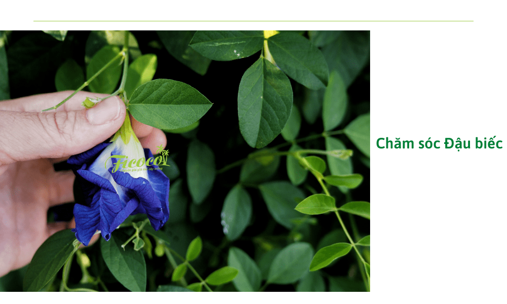 cham-soc-cay-dau-biec