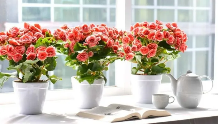 Cách trồng hoa hải đường bằng hạt đơn giản tại nhà