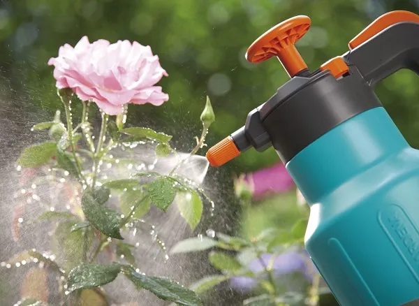 quá trình chăm sóc hoa hồng