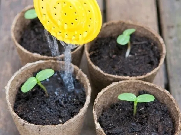 Hướng dẫn cách trồng hướng dương lấy hạt năng suất cao 2