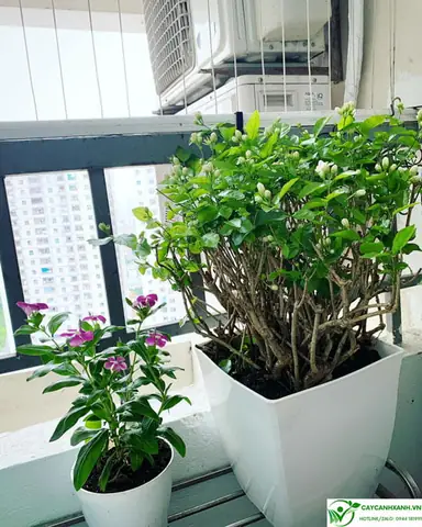 Hướng Dẫn Chi Tiết Cách Trồng Cây Xanh: Từ A-Z Cho Không Gian Sống