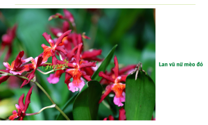 Cách trồng hoa lan vũ nữ luôn ra hoa và mẹo chăm sóc đơn giản