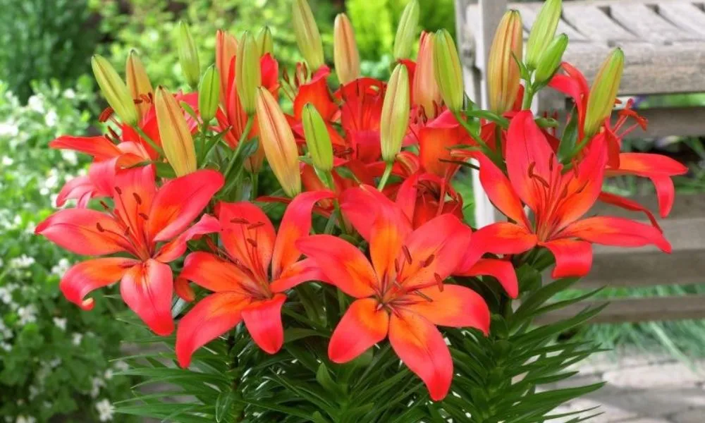 Môi trường trồng hoa ly cần đảm bảo độ thoáng và ánh sáng tán xạ