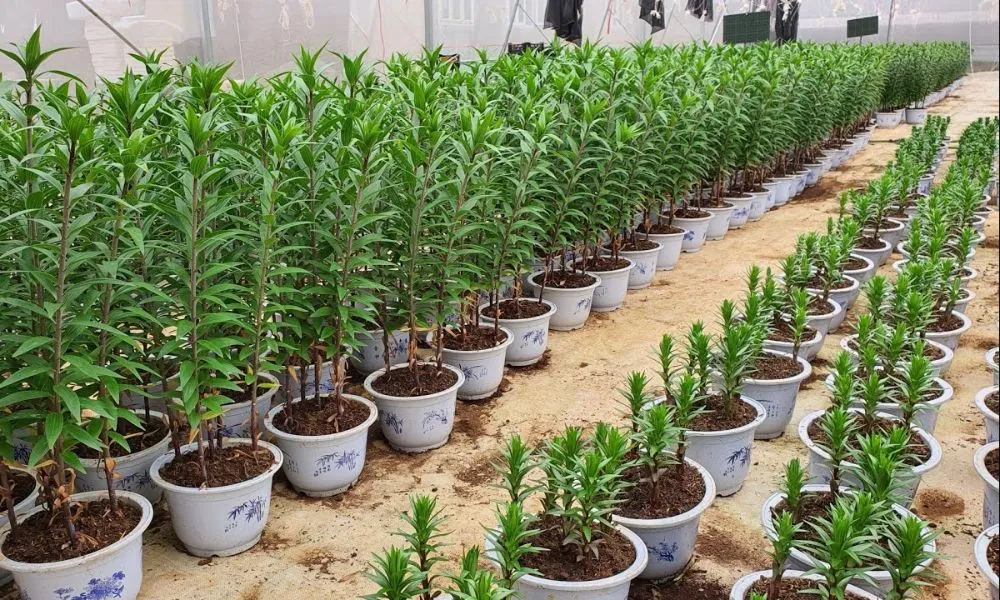 Đảm bảo mật độ và độ sâu khi xuống giống hoa ly