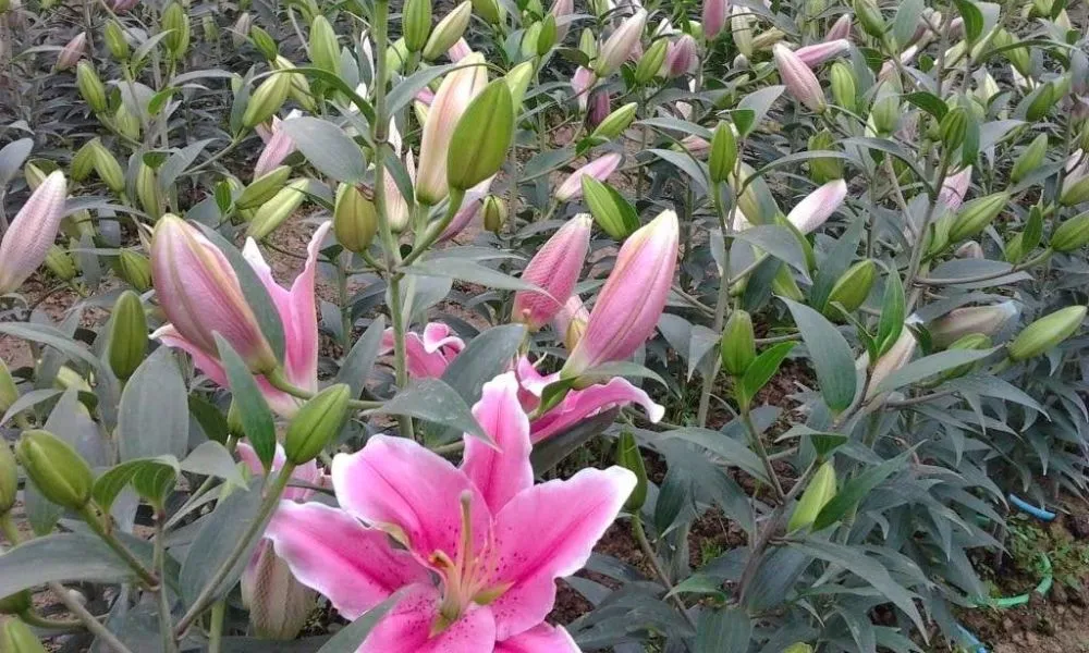 Trồng hoa trong chậu giúp người chơi dễ dàng di chuyển để điều chỉnh nhiệt độ