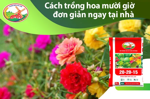 Cách Trồng Hoa Mười Giờ Đơn Giản
