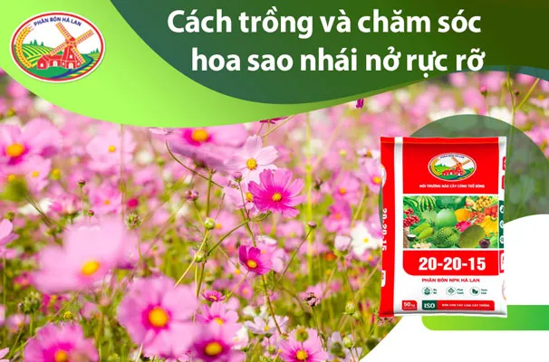 Hoa sao nhái với nhiều màu sắc rực rỡ