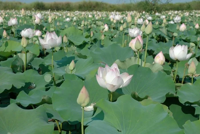 Cách trồng hoa sen trong ao đơn giản