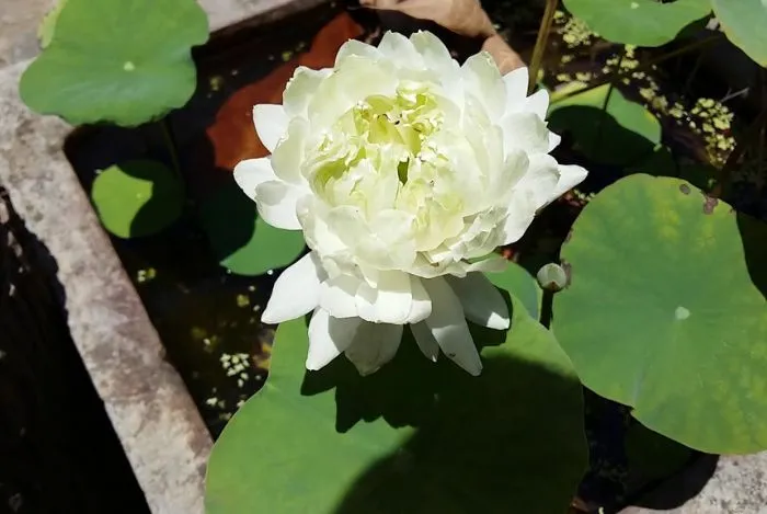 Cách trồng hoa sen trong chum, trong chậu tại nhà