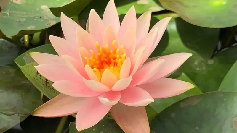 Hoa súng hồng pastel là màu hoa bán chạy tại các nhà vườn