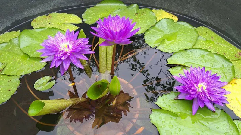 Hoa súng giống Thái Lan King of Siam