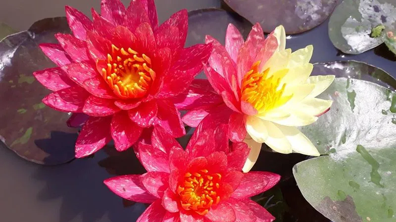 Giống hoa Wan Siam lạ mắt