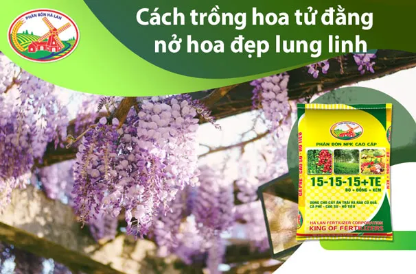 Cách trồng và chăm sóc hoa tử đằng