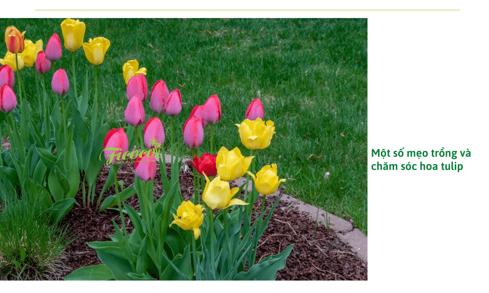 cach-trong-hoa-tulip