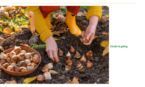 Cách trồng hoa tulip đúng kỹ thuật, hoa nở đúng Tết 2023