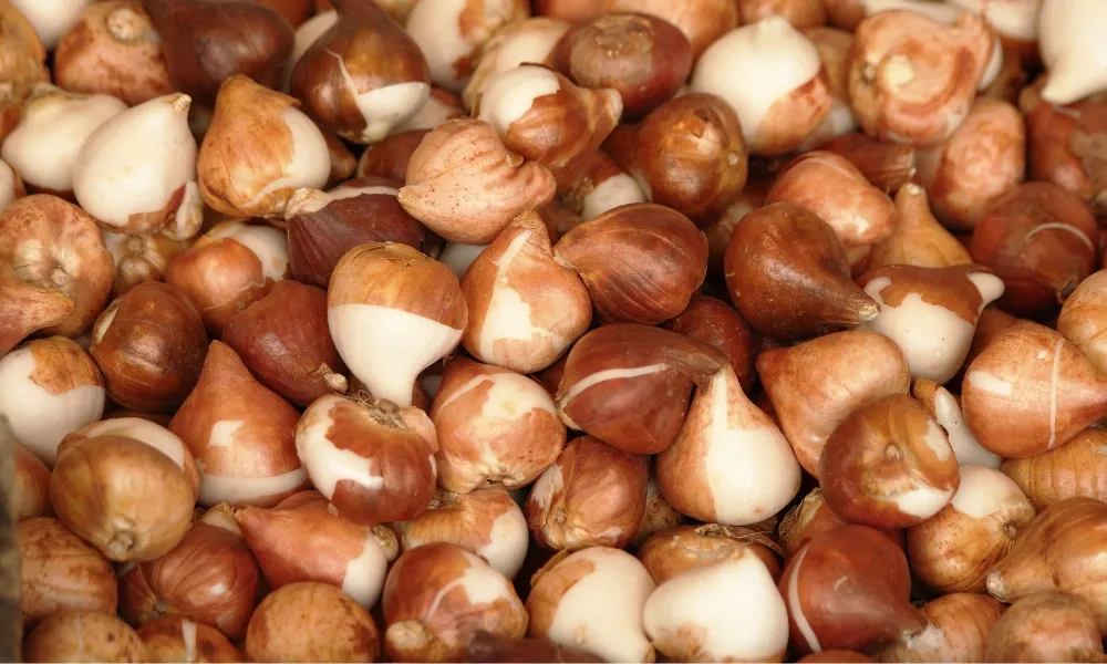 Củ tulip tròn đều, vỏ nâu bóng là củ tốt