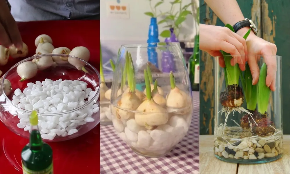 Mực nước chỉ chạm sát đáy củ, không ngập củ