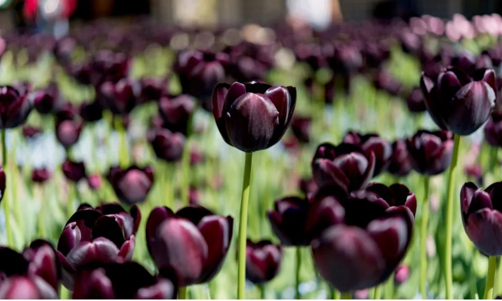 Tulip đen thể hiện sự bất diệt, trường tồn
