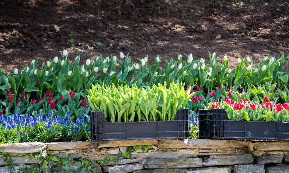 Kiểm tra vùng gốc của cây hoa tulip