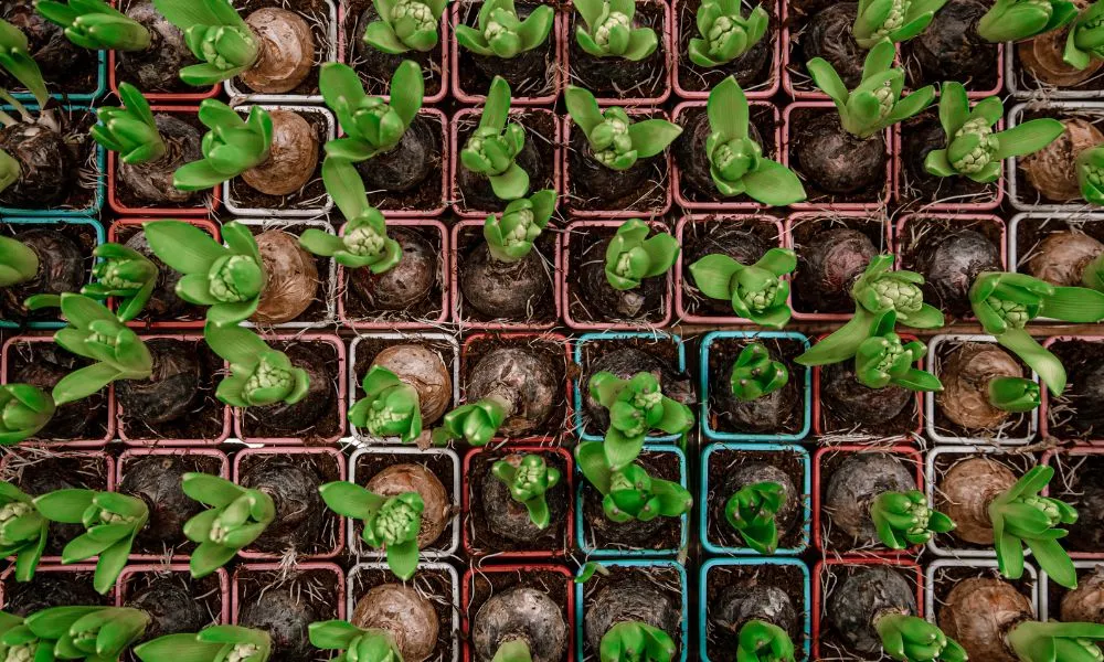 Hướng hoa về phía ánh sáng