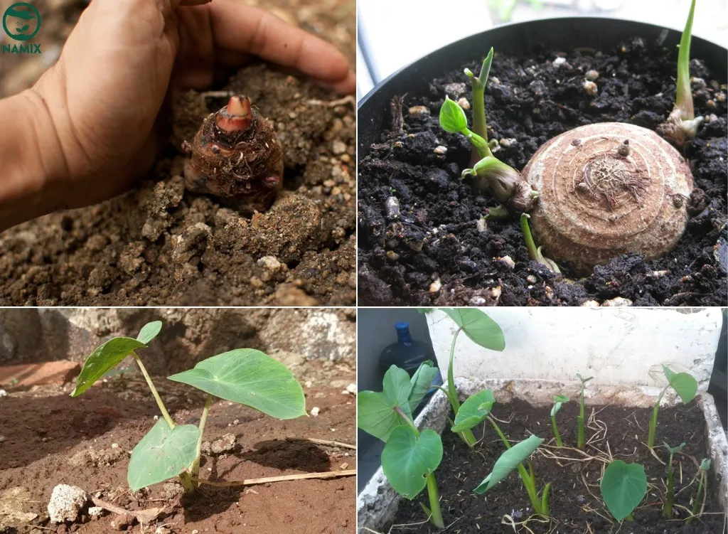 cach-trong-khoai-mon