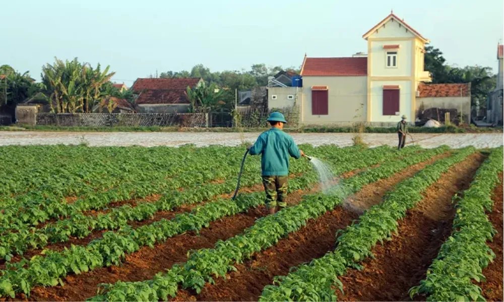 Tưới nước đều cho khoai tây, tránh úng