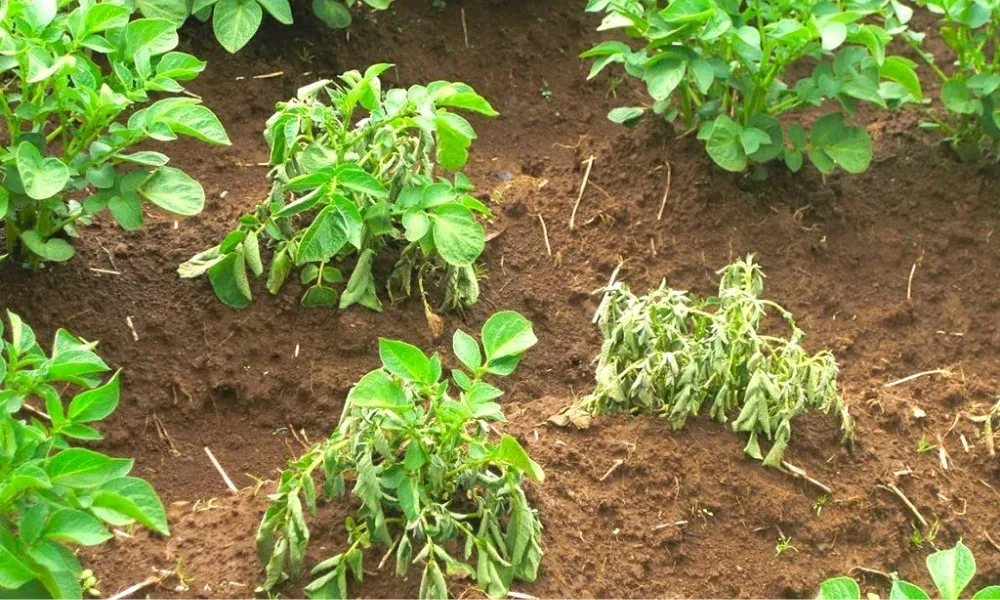 Bệnh héo xanh làm cây khoai tây héo đột ngột