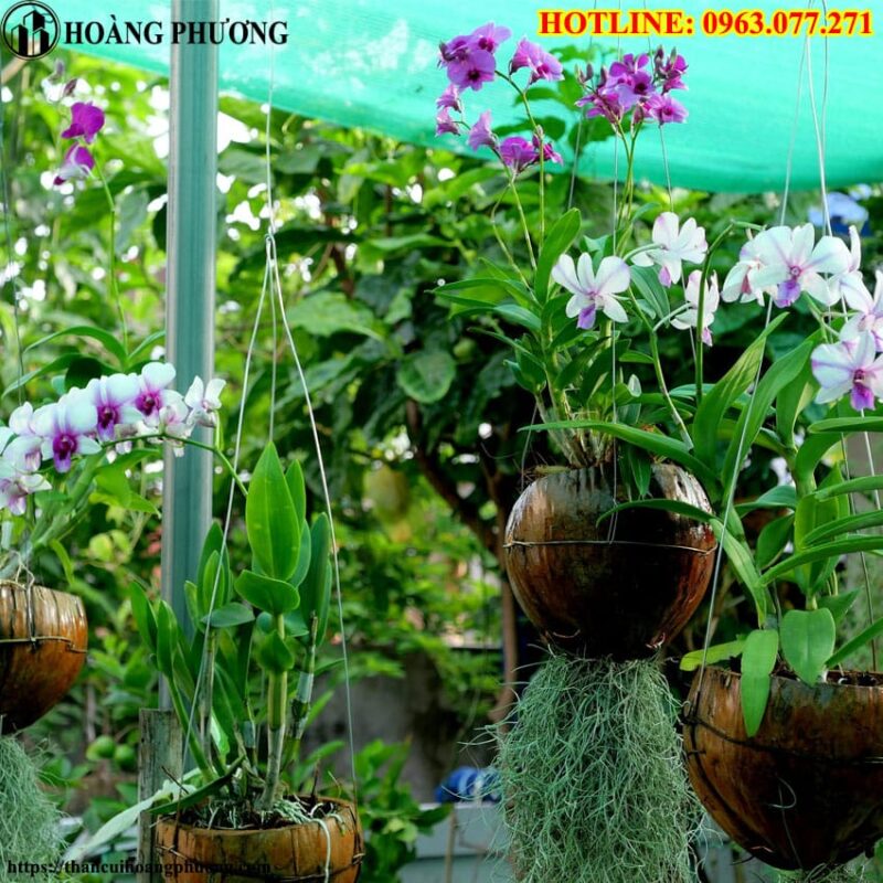 Cách Xử Lý Xơ Dừa Làm Giá Thể Chuẩn Kỹ Thuật Cho Cây Trồng