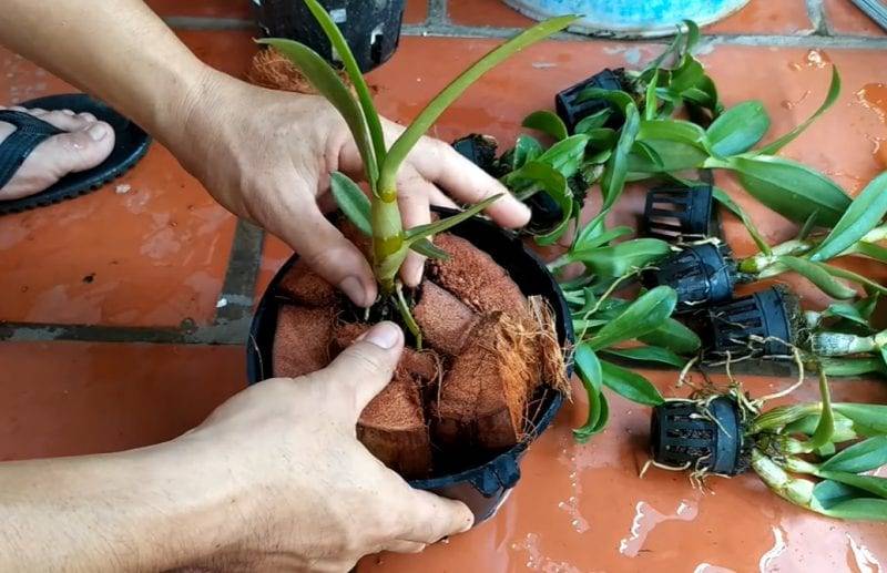 Cách Trồng Lan Bằng Xơ Dừa: Hướng Dẫn Chi Tiết Từ A Đến Z Để Lan Ra Hoa Bền Đẹp