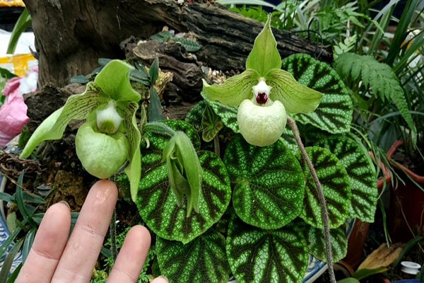 Giá Thể Trồng Lan Hài Vệ Nữ: Kỹ Thuật Phối Trộn Và Chăm Sóc Chuyên Sâu