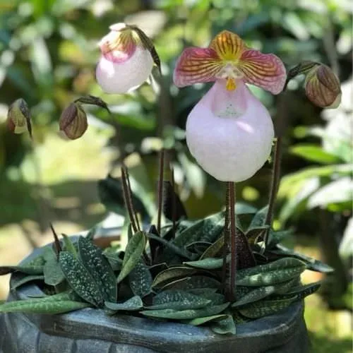 Hoa Lan Hài Mốc Hồng