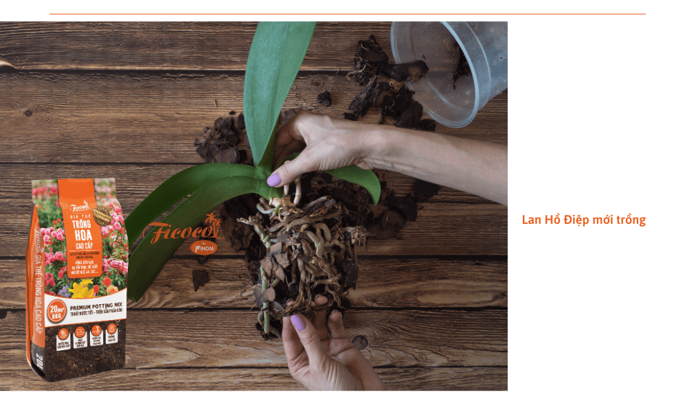 trong-lan-ho-diep-moi-vao-chau