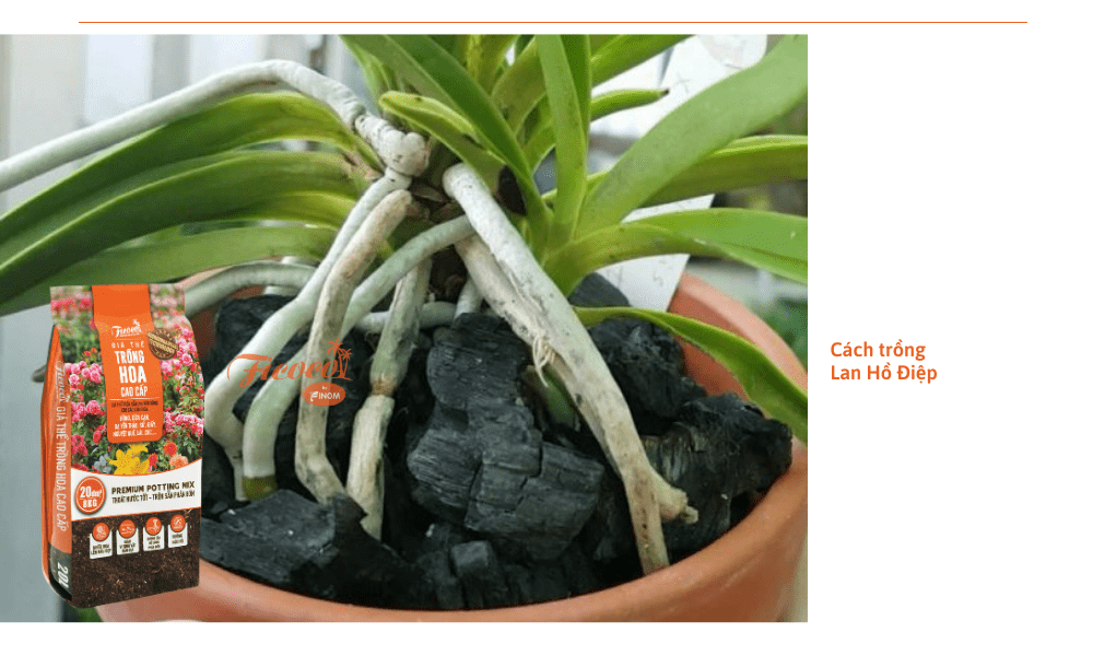 cach-trong-lan-ho-diep