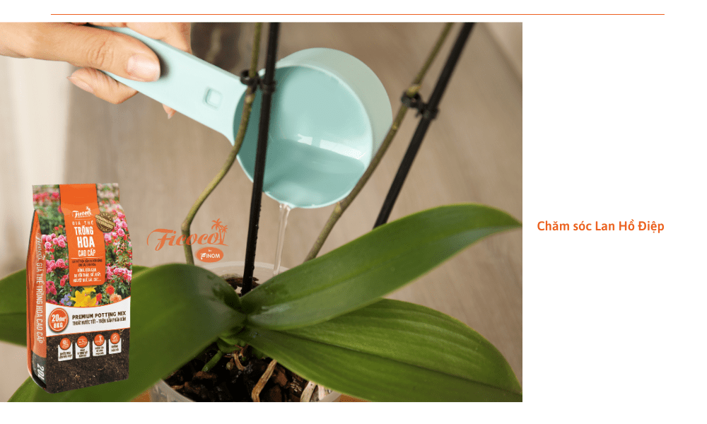 cham-soc-lan-ho-diep