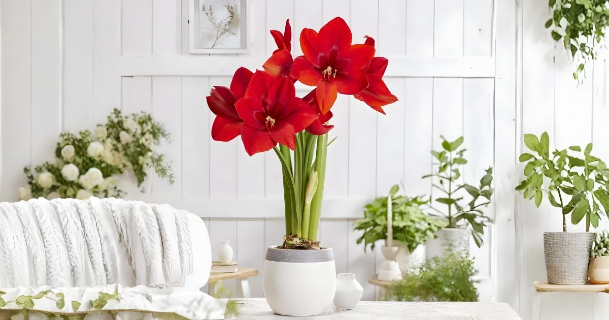 Lan huệ với sắc đỏ mang lại tài lộc