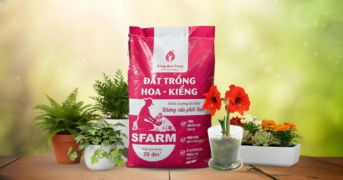 Đất trồng hoa kiểng SFARM phù hợp trồng lan huệ
