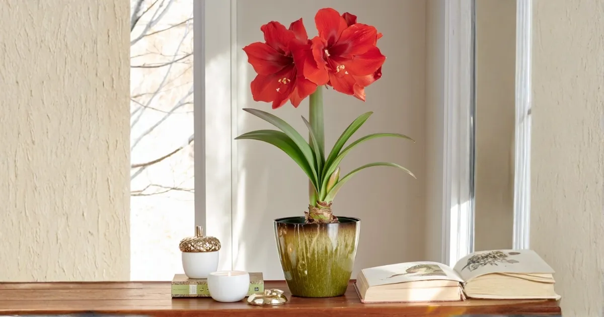 Lan huệ đỏ rực rỡ khi nở hoa