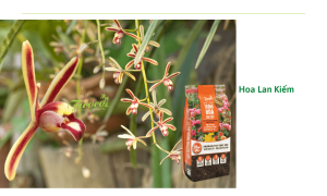 Cách trồng Lan Kiếm lớn nhanh, ra hoa ngập tràn từ chuyên gia