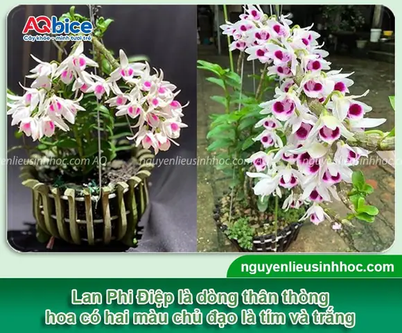 Hướng Dẫn Chi Tiết Cách Trồng Phi Điệp Vàng Để Cây Khỏe, Hoa Đẹp