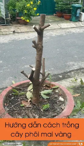 Hướng Dẫn Chi Tiết Cách Trồng Cây Trong Chậu Cho Người Mới Bắt Đầu Tại Nhà
