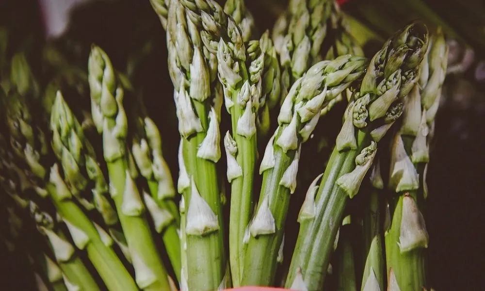 Kỹ thuật trồng cây măng tây xanh