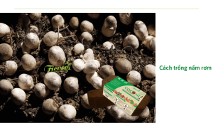 Cách trồng nấm rơm tại nhà bằng dụng cụ đơn giản, ra nấm nhanh