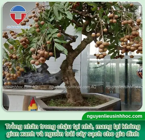 Hướng Dẫn Chi Tiết Cách Trồng Cây Sương Sâm Tại Nhà: Từ A-Z Cho Người Mới Bắt Đầu