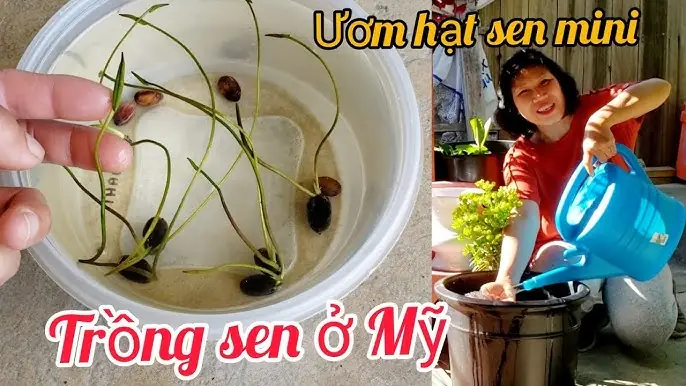 Hướng Dẫn Chi Tiết Cách Chăm Sóc Cây Hạt Dưa "Lan Hạt Dưa": Bí Quyết Trồng Cây Dễ Dàng