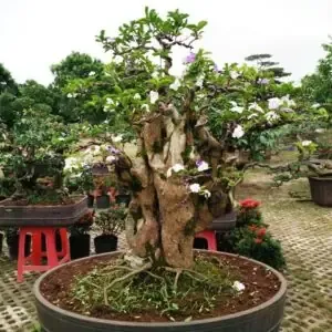 Lan phi điệp vàng chuẩn bị ra hoa