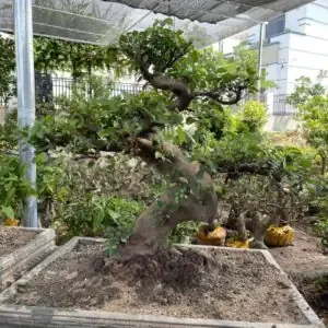 Cây Lan Phi Điệp Vàng ra hoa vàng rực rỡ trong chậu